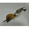 Zebrasoma scopas 6-8cm