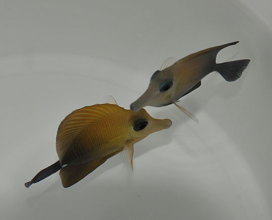 Zebrasoma scopas 6-8cm