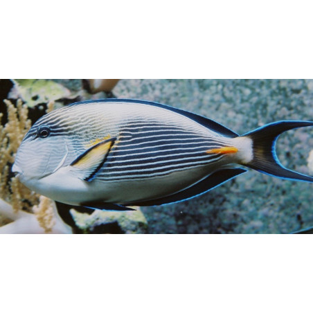 Acanthurus SOHAL 6-8cm