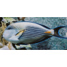 Acanthurus SOHAL 6-8cm