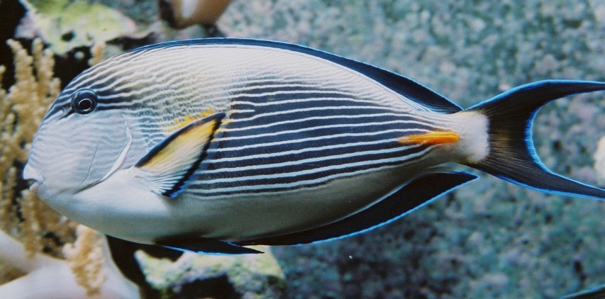 Acanthurus SOHAL 6-8cm – Poisson marin | Créati'Récif