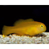 Gobiodon Okinawae