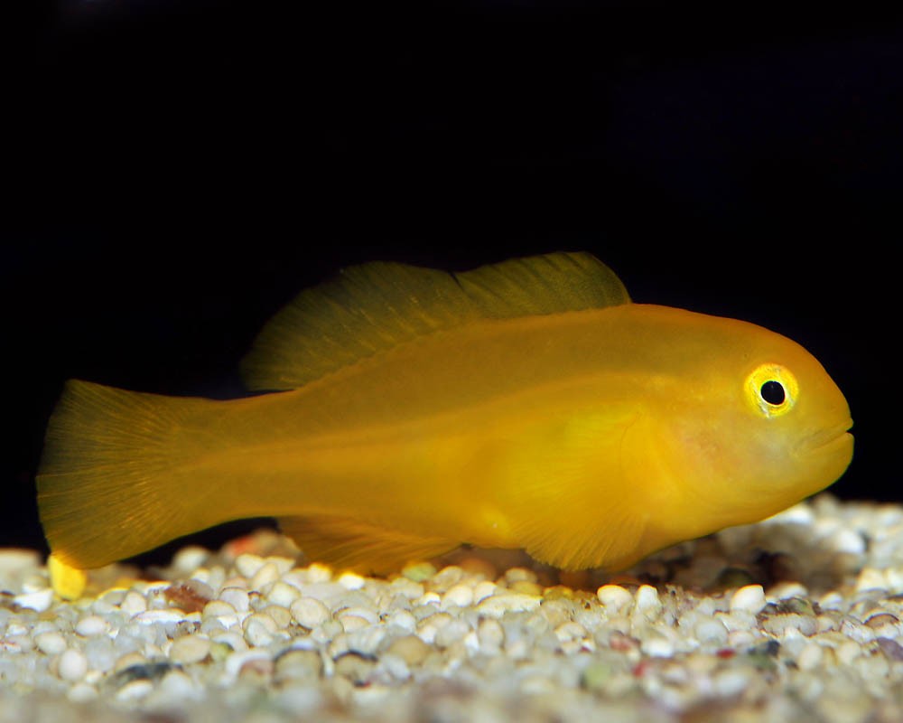 Gobiodon Okinawae