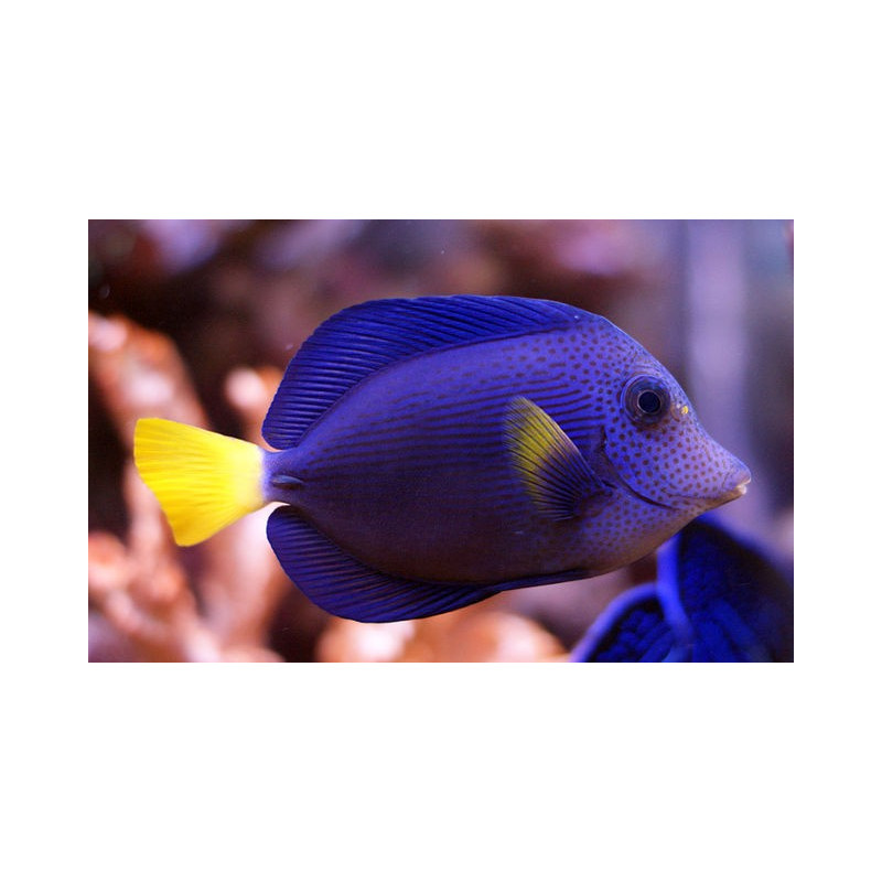 Zebrasoma Xanthurum 7-8cm