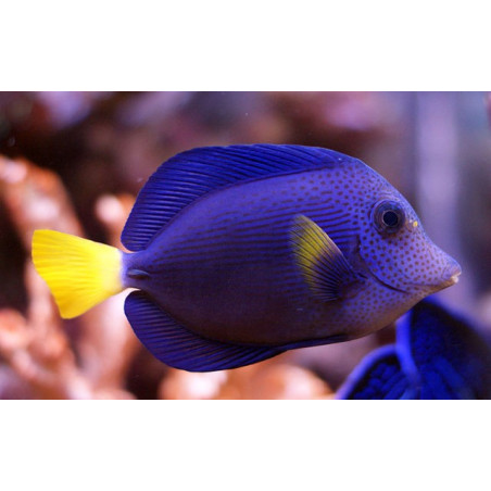 Zebrasoma Xanthurum 7-8cm
