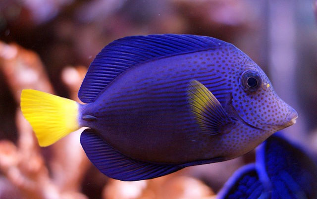 Chirurgien violet Zebrasoma Xanthurum 7-8cm | Créati'Récif