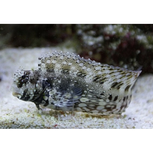 Salarias Fasciatus – Poisson marin | Créati'Récif