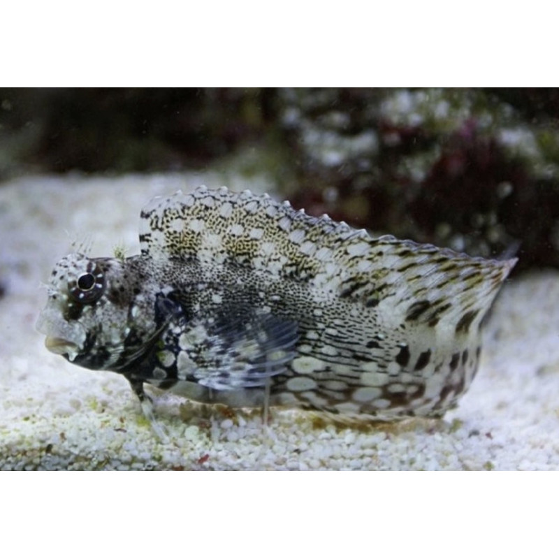 Salarias Fasciatus – Poisson marin | Créati'Récif