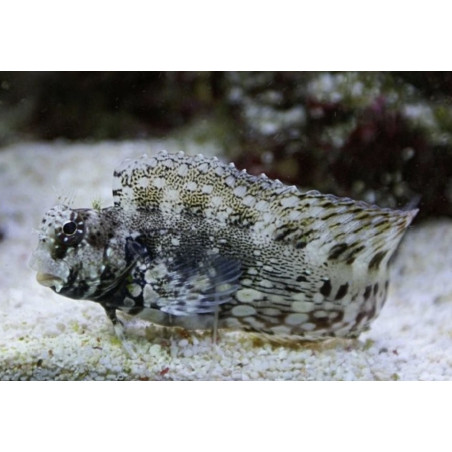 Salarias Fasciatus – Poisson marin | Créati'Récif