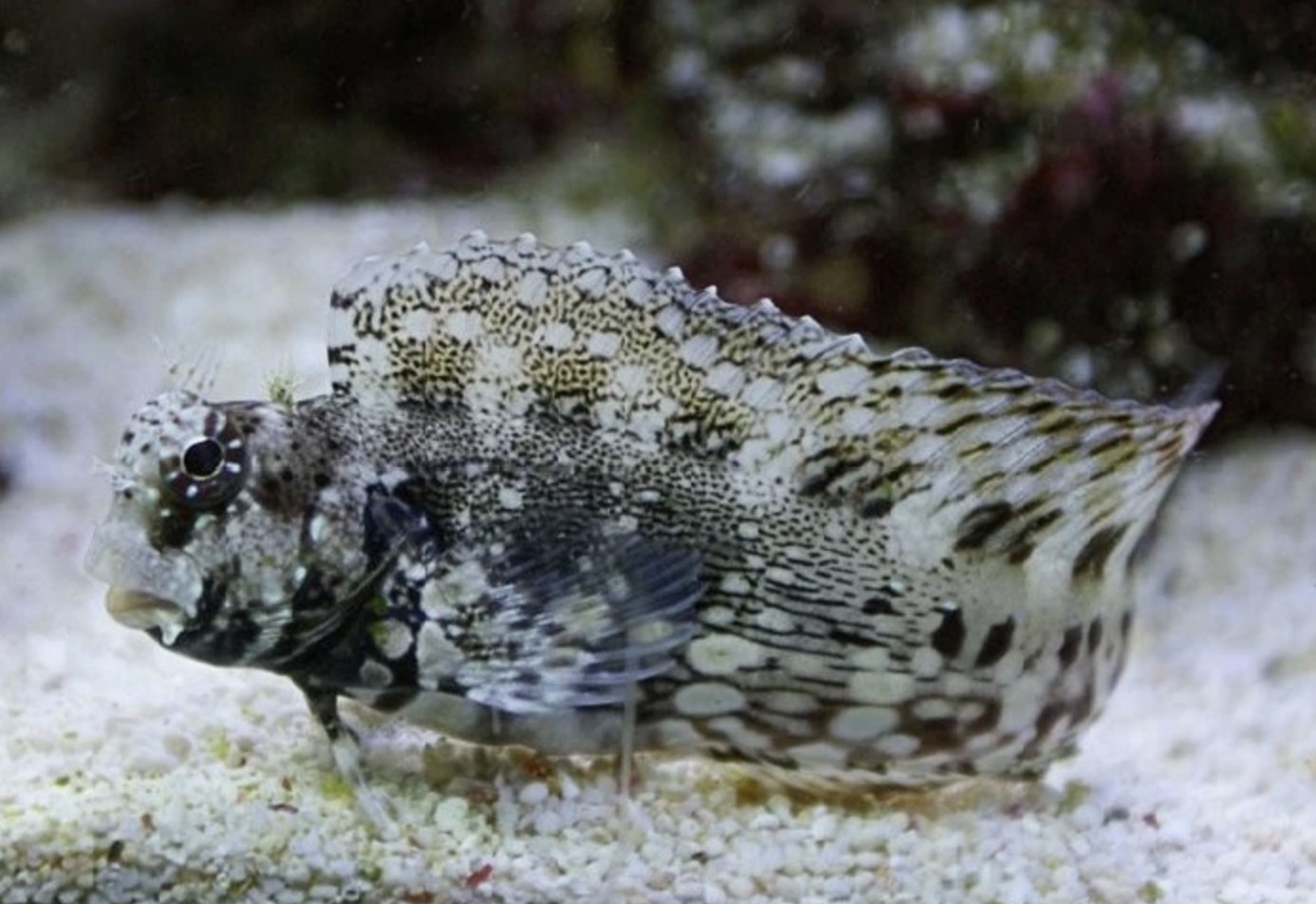 Salarias Fasciatus