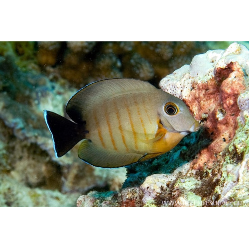 Acanthurus tristis 8-10cm