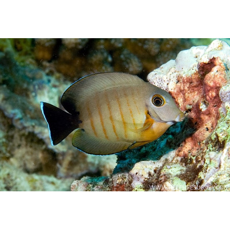 Acanthurus tristis 8-10cm