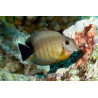Acanthurus tristis 8-10cm