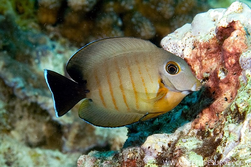 Acanthurus tristis 8-10cm