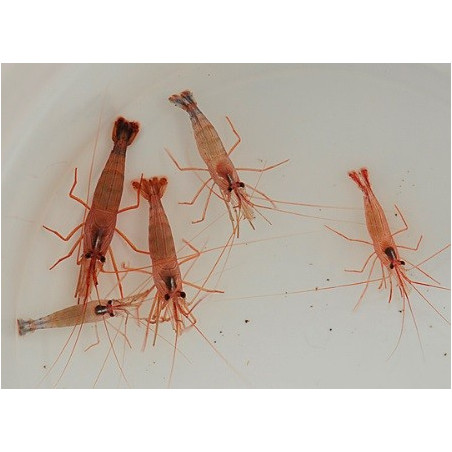 Lysmata Wurdemanni Sauvage 3-4cm