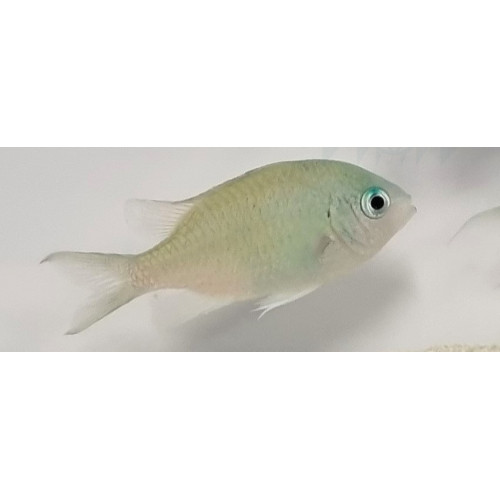 Chromis viridis 2-4cm – Poisson marin | Créati'Récif