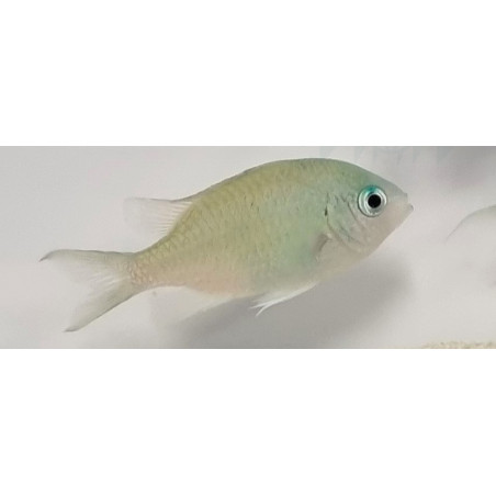 Chromis viridis 2-4cm – Poisson marin | Créati'Récif