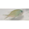 Chromis viridis 2-4cm