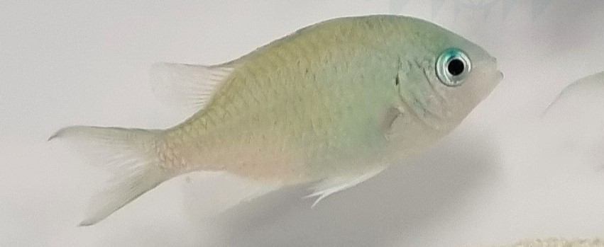 Chromis viridis 2-4cm – Poisson marin | Créati'Récif