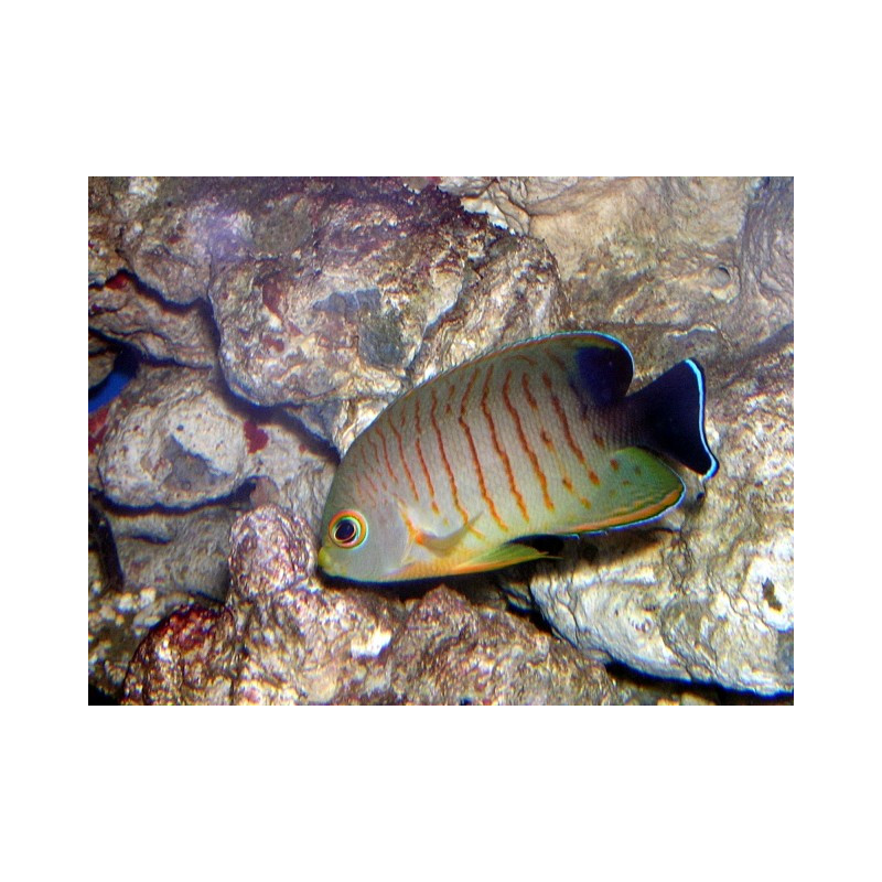 Centropyge eibli