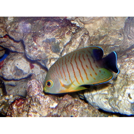 Centropyge eibli