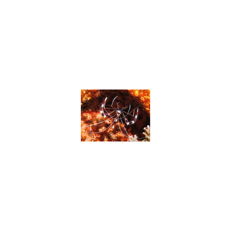 Crevette nettoyeuse Stenopus hispidus 4-6cm | Créati'Récif