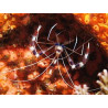 Crevette nettoyeuse Stenopus hispidus 4-6cm | Créati'Récif