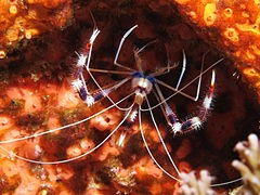 Crevette nettoyeuse Stenopus hispidus 4-6cm | Créati'Récif