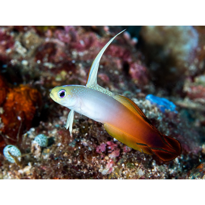 Nemateleotris magnifica