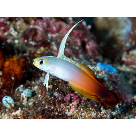 Nemateleotris magnifica