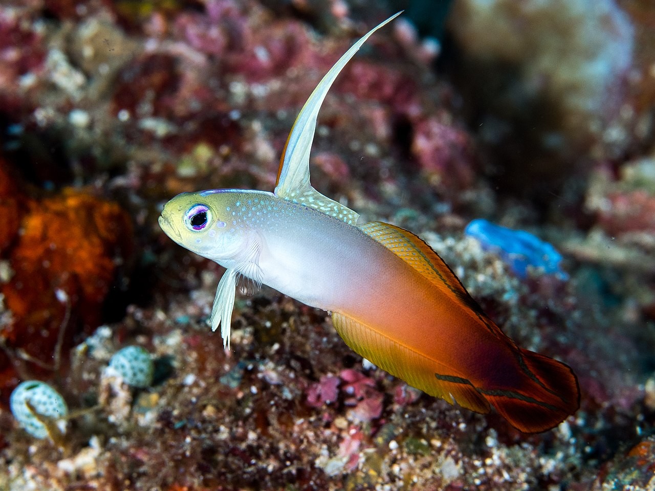 Poisson-dragon feu Nemateleotris magnifica | Créati'Récif