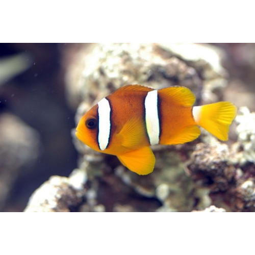 Poisson-clown de Clark Amphiprion clarkii 3-4cm | Créati'Récif