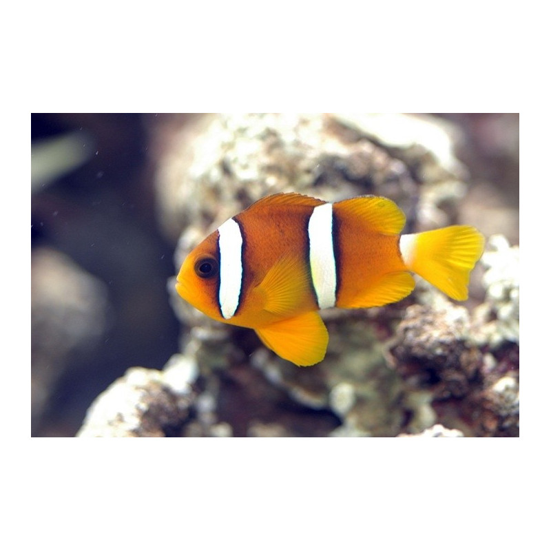 Poisson-clown de Clark Amphiprion clarkii 3-4cm | Créati'Récif