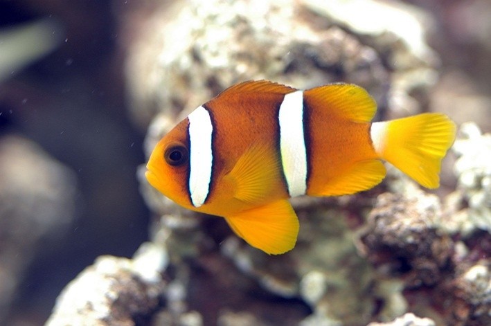 Poisson-clown de Clark Amphiprion clarkii 3-4cm | Créati'Récif