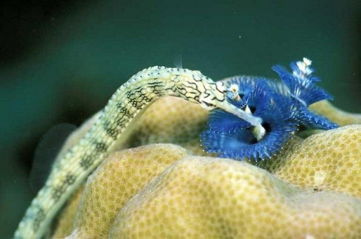 Corythoichthys haematopterus