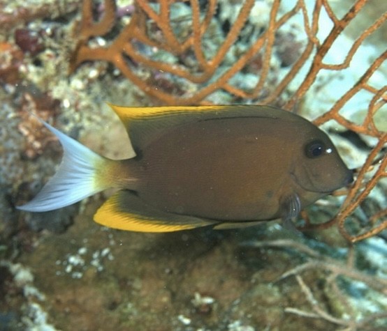 Ctenochaetus tominiensis 8-10cm