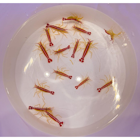 Lysmata amboinensis M/L