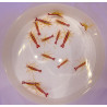 Lysmata amboinensis M/L