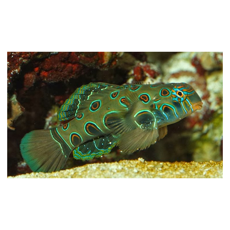 Synchiropus Picturatus