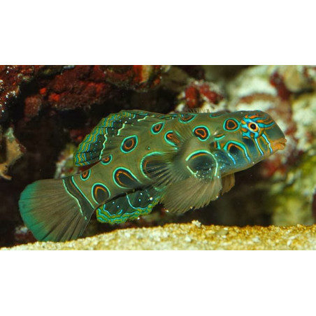 Synchiropus Picturatus