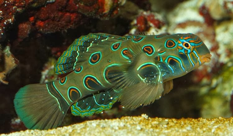 Mandarin tacheté Synchiropus Picturatus | Créati'Récif