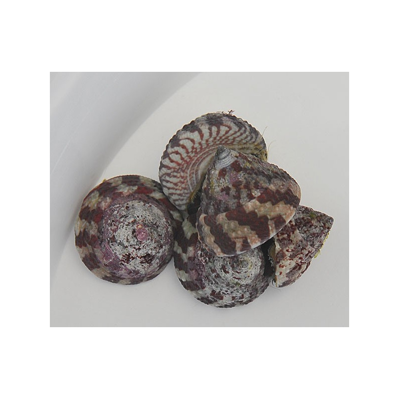 Trochus
