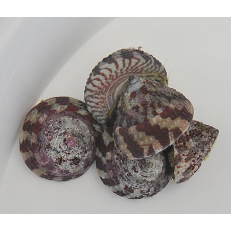 Trochus