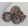 Trochus