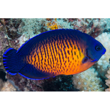 Centropyge bispinosa