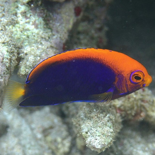 Centropyge acanthops