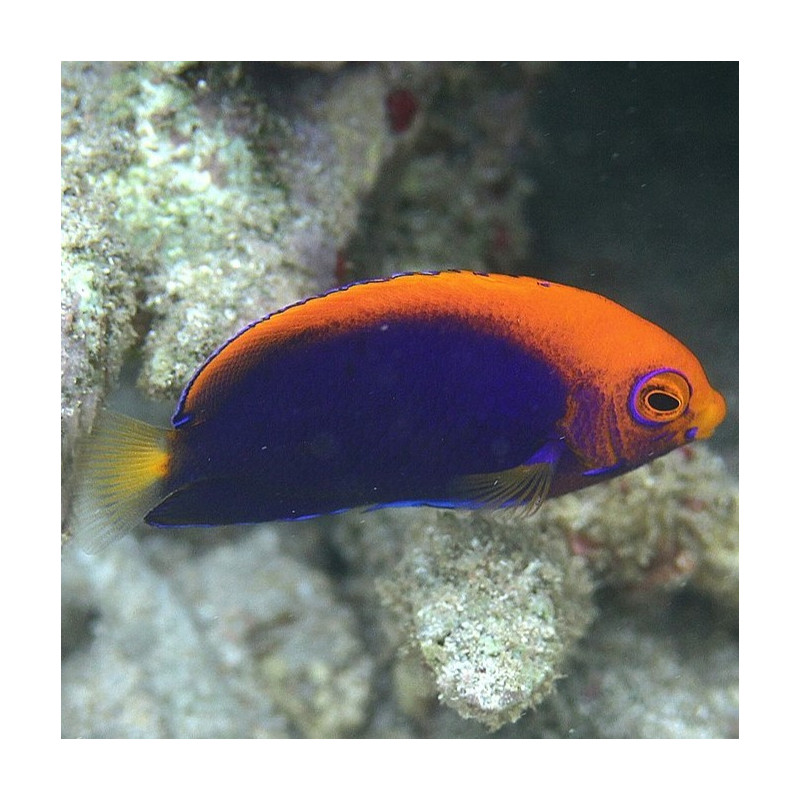 Centropyge acanthops