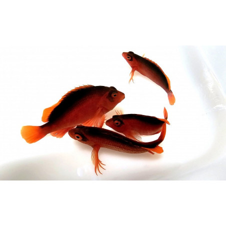 Neocirrhites armatus