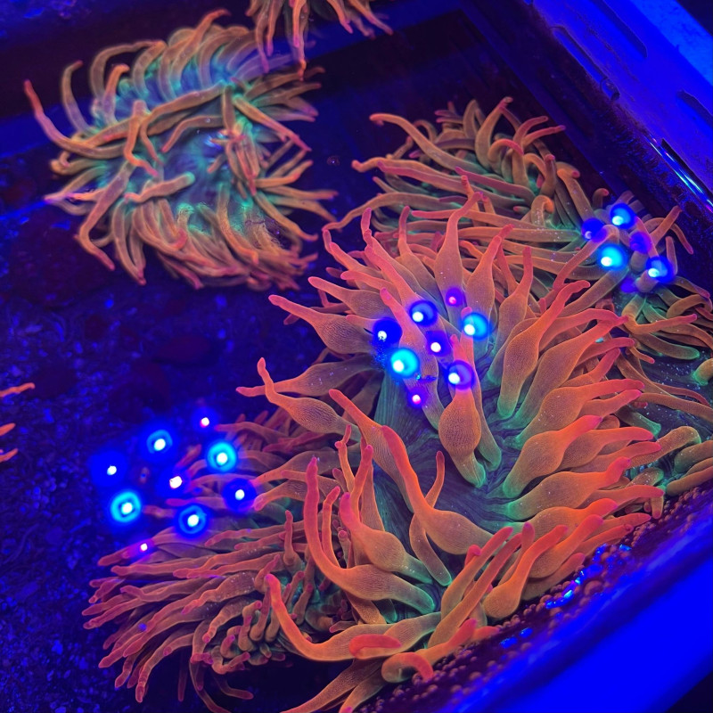 Entacmaea quadricolor sunburst