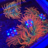 Entacmaea quadricolor sunburst